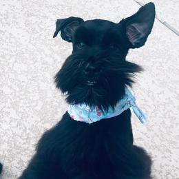 Miniature Schnauzers from Schnauzers of Cobblestone