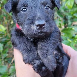 Scottish Terriers from Delben Pups