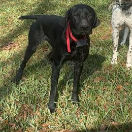 Bitzy - Black and white female German Shorthaired Pointer puppy in Conroe, Texas from Third Coast Pointers