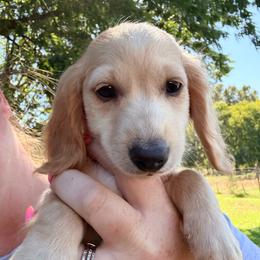 Kasey - Cream male Dachshund puppy in Slaughterville, Oklahoma from BooneDox Miniature Dachshunds