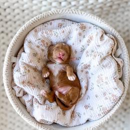 Nova - Red  female Goldendoodle puppy in Springville, Utah from Happy Doodle