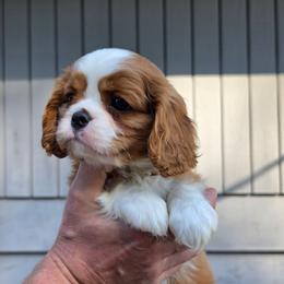 Bernard - Blenheim male Cavalier King Charles Spaniel puppy in Bonney Lake, Washington from House of Happy Cavaliers