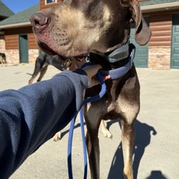 Reese - Chocolate male Great Dane puppy in Corsica, Pennsylvania from Ferguson Family Danes LLC