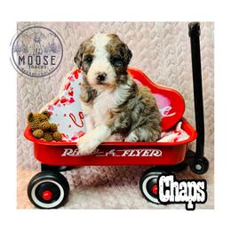 Chaps - Merle female Bernedoodle puppy in Belleville, Michigan from Moose Tracks Bernedoodles
