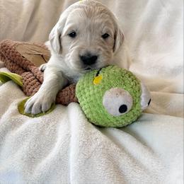 Yellow Girl, Mary Wells - Light golden female Golden Retriever puppy in Paola, Kansas from Risa’s Goldens