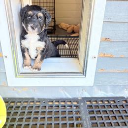 Bernedoodle puppies from Hamilton Farm Doodles