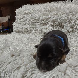 Blue collar male - Black and tan male German Shepherd puppy in Gainesville, Georgia from Vom Haus Schair-Finest Working line German Shepherd Puppies