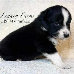 BTM Yankee - Black & white male Australian Shepherd puppy in Shelby, Alabama from Legacy Farms