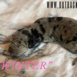 Girl 2 - Great Dane puppy in Loris, South Carolina from Outback Danes