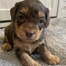 Purple - Phantom female Goldendoodle puppy in Medina, Ohio from Farmer Doodles