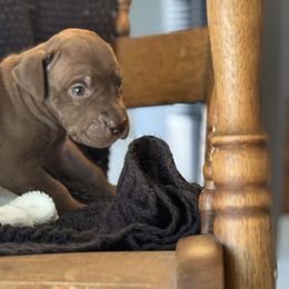 Fendi - Chocolate female Great Dane puppy in Reno, Nevada from Good Dog Danes