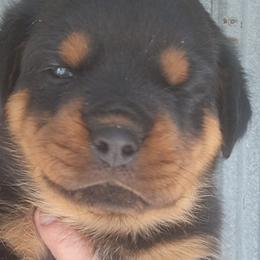 Boy 5 - Black and mahogany male Rottweiler puppy in De Witt, Iowa from Irish Eyes Kennels