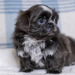 Girl 2 - Blue and white female Shih Tzu puppy in Montrose, Colorado from Nana's Happy Pups