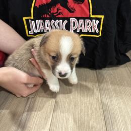 Faithful - Red male Pembroke Welsh Corgi puppy in Delton, Michigan from CorGizmo