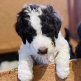 Goldendoodle Puppies from Sunshine Doodles