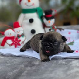 Brown collar boy Vice - Fawn male French Bulldog puppy in Polk City, Florida from Best Friend Frenchies, LLC