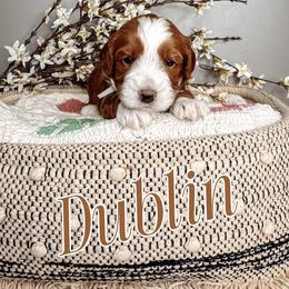 Dublin - Caramel red Australian Labradoodle puppy in Decatur, Alabama from Southern Meadows Doodles