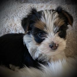 Miniature Australian Shepherds, Toy Australian Shepherds, and Yorkshire Terriers from Bullish R Ranch