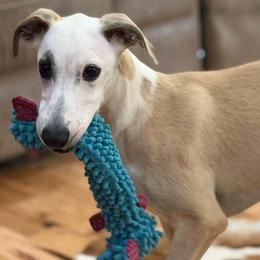 Whippet puppies from Cook Arena Whippets