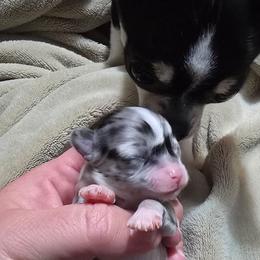 Diamond - Merle female Chihuahua puppy in Amity, Pennsylvania from Baxters Chihuahuas