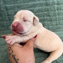 Straw F1- Purple Collar - Fawn female Cane Corso puppy in Compton, California from Urban League Cane Corso