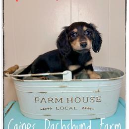Abbeline - Black and cream female Dachshund puppy in Cincinnati, Ohio from Caines Dachshund Farm