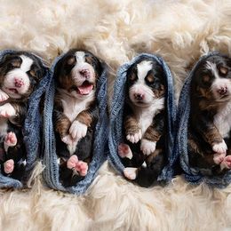 Bernese Mountain Dogs from Gusto Bernese Mountain Dogs