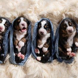 Bernese Mountain Dogs from Gusto Bernese Mountain Dogs
