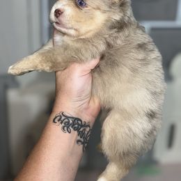 Rusty - Merle male Pomsky puppy in Casa Grande, Arizona from Arizonas Pomsky Squad