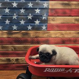 Toffee - Fawn female Pug puppy in Auburn, Kentucky from Prentice Family Pugs