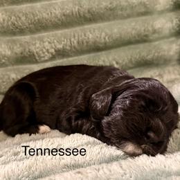 Tennessee - Black and white female Cocker Spaniel puppy in Sumter, South Carolina from Cocker Eclipse In Home Kennel