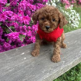 Tim - Red  male Goldendoodle puppy in Mint Hill, North Carolina from DoodleForever