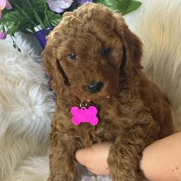 Lucy Pink collar - Red  female Goldendoodle puppy in Fontana, California from Grammy's Puppy Love doodles and poodles