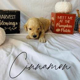 Cinnamon - Cream female Goldendoodle puppy in Cedartown, Georgia from Loyal Doodles
