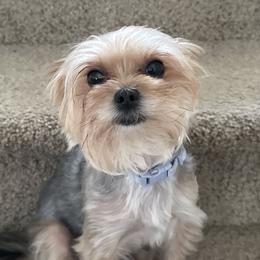 Morkies from Morkie