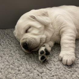 Labrador Retriever Puppies from Heather Luis