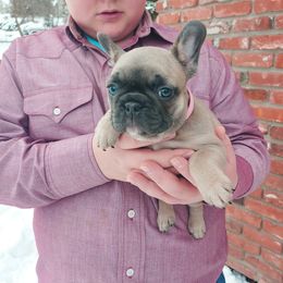 French Bulldog Puppies from Windy Ridge French Bulldogs