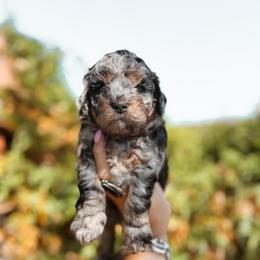 Marmalade - Merle male Bernedoodle puppy in Shingle Springs, California from Kindred Oak Goldendoodles