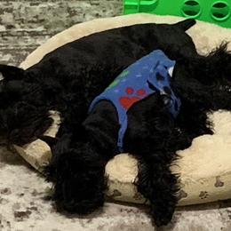 Miniature Schnauzer Puppies from Montage Miniature Schnauzers