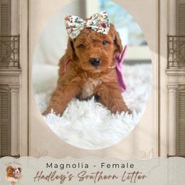 Magnolia - Cream female Goldendoodle puppy in Norcross, Georgia from Teddy Puppies