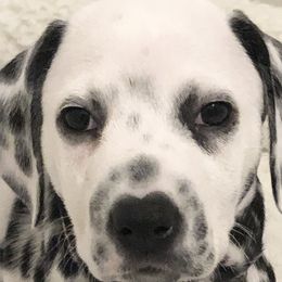 Tallulah-Lime Collar - White and black Dalmatian puppy in Northern, New York from Lake City Dals