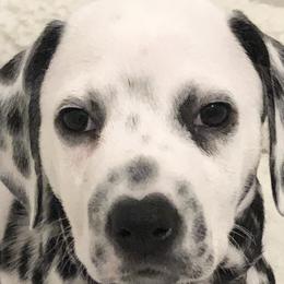 Tallulah-Lime Collar - White and black Dalmatian puppy in Northern, New York from Lake City Dals