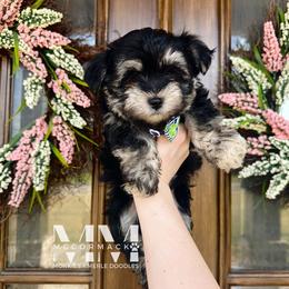 Morkie Puppies from McCormack Morkies