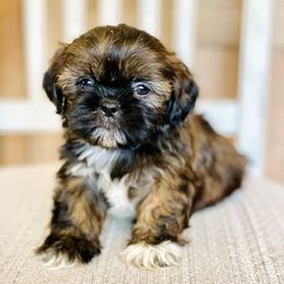 Boy 2 - Black and tan male Shih Tzu puppy in Seguin, Texas from Dolled Up Shih Tzus