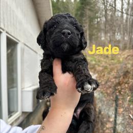 Jade - Sable female Goldendoodle puppy in Prosperity, Pennsylvania from Stelladoodles & Company