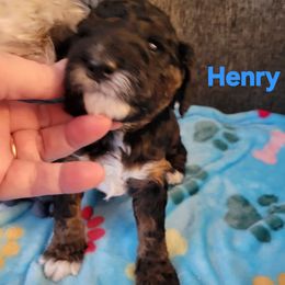 Henry - Black male Cavapoo puppy in Bourbonnais, Illinois from Maggie's Cavapoo Puppies