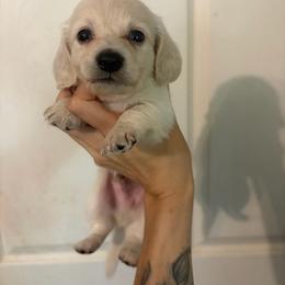 Rufus - Cream male Dachshund puppy in Conroe, Texas from Dots Dachshunds