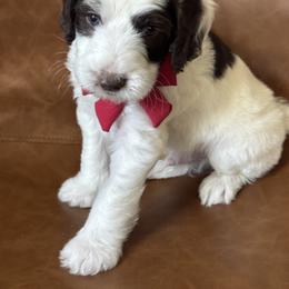 Huddle - Parti male Goldendoodle puppy in Escalon, California from Miley&Co.