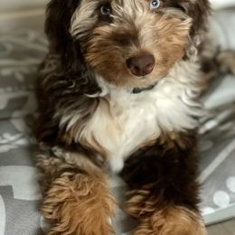 Aussiedoodle Puppies from Gore Doodle Ranch