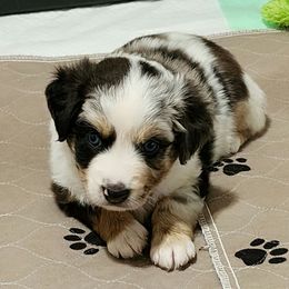 Peppermint Pattie - Blue merle female Miniature American Shepherd puppy in Philpot, Kentucky from Miller Hill Mini American Shepherds and Mini Aussies